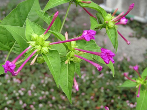 開花直前です　桃色の🌼が咲く予定