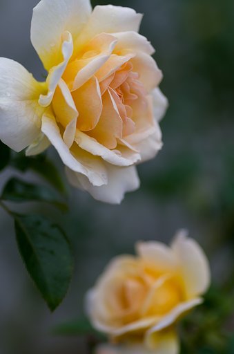PENTAX-D FA MACRO 100mm F2.8