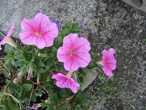 🌼命🌼アサガオの散る頃になりました