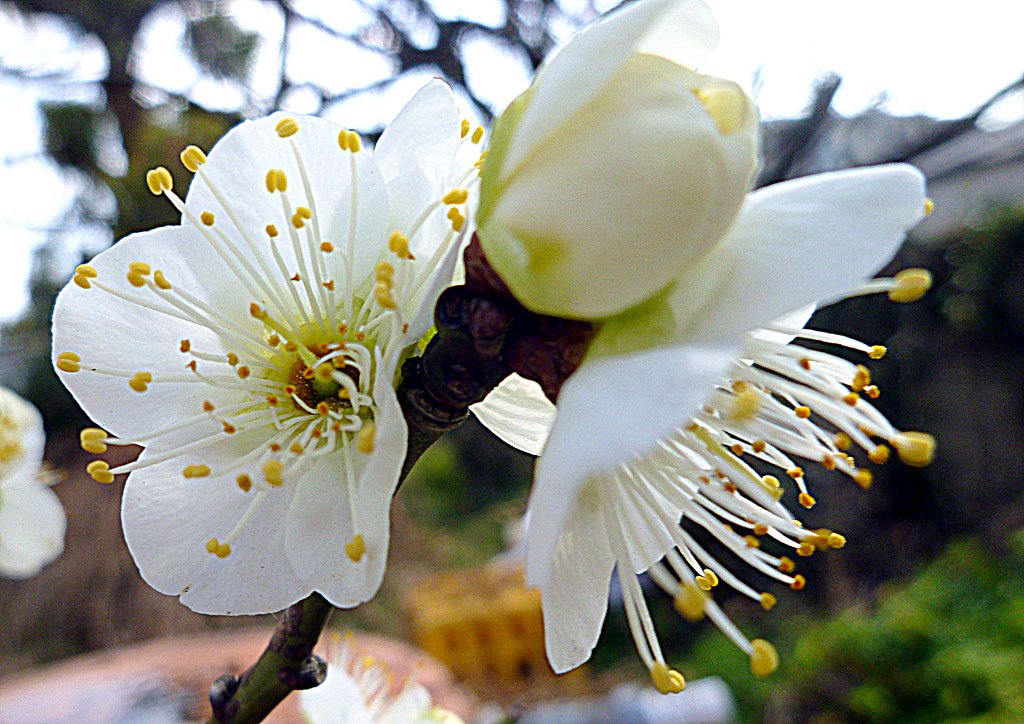梅の花UP