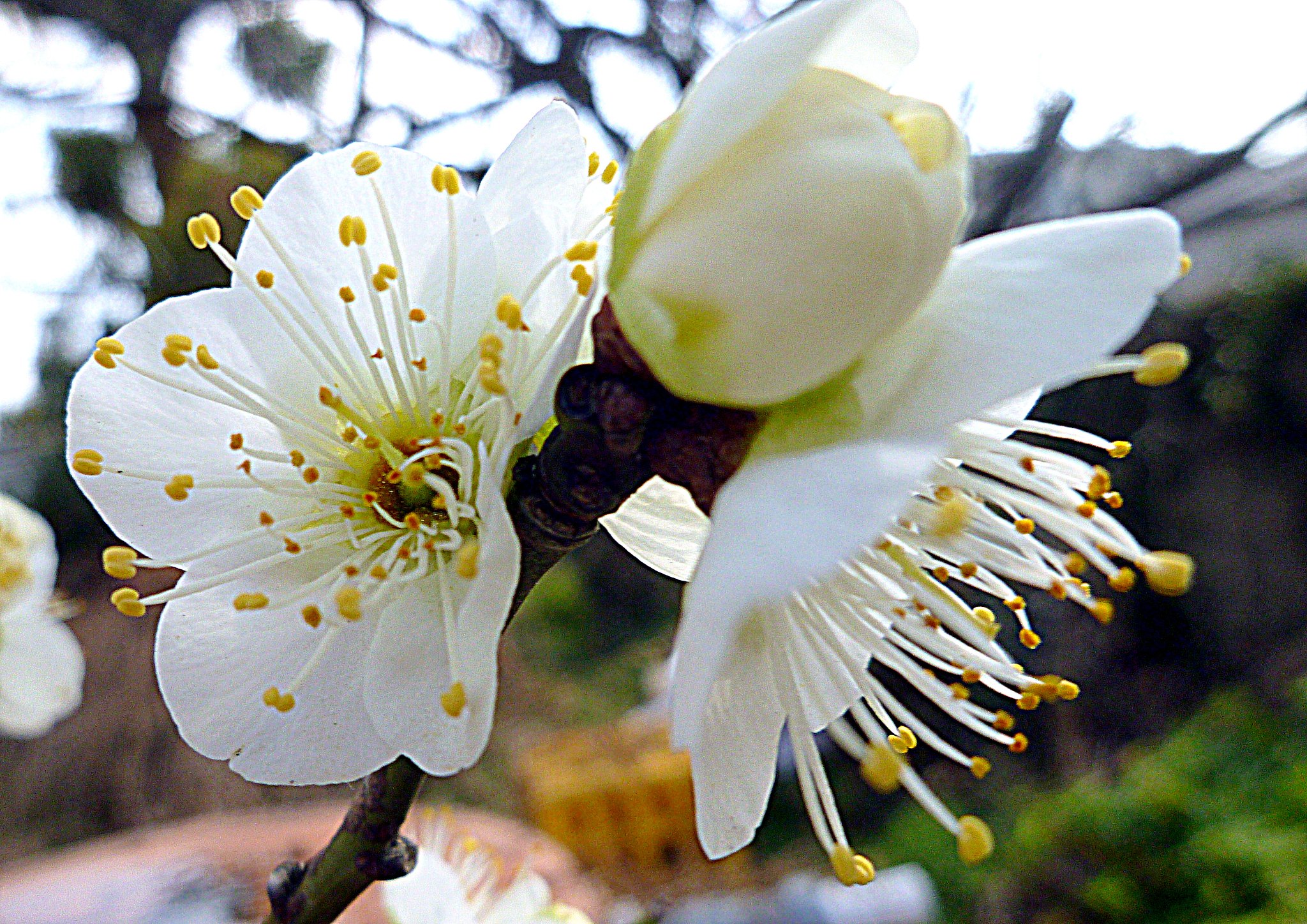 梅の花UP