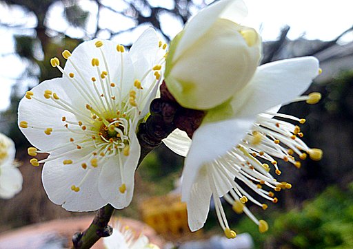 梅の花UP