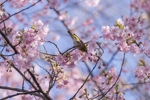 春の楽園