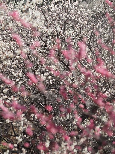 梅ちらし