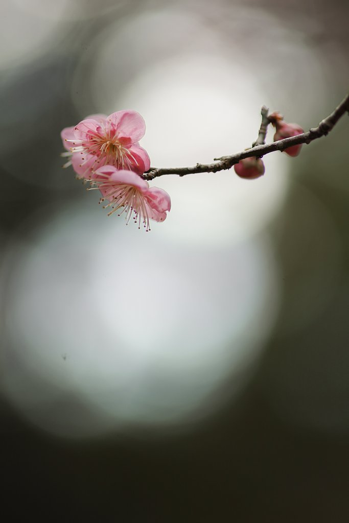 紅梅