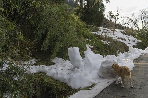 雪解けを待つ！
