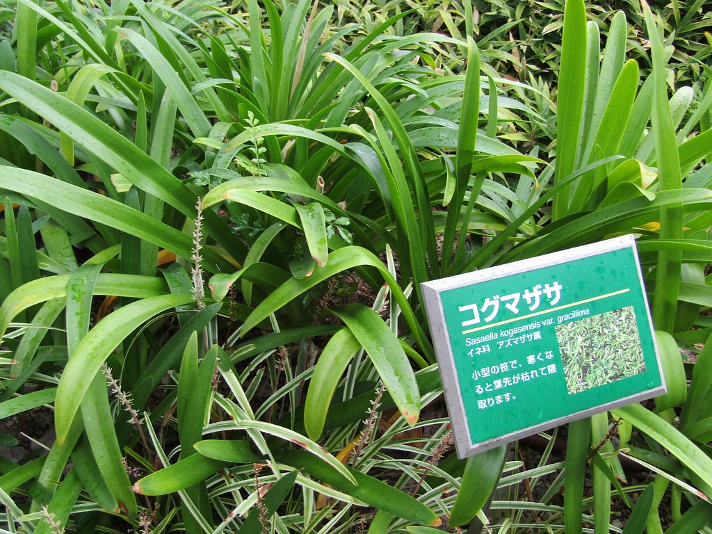 日赤病院の玄関　大きな盆栽より