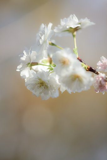 10月桜