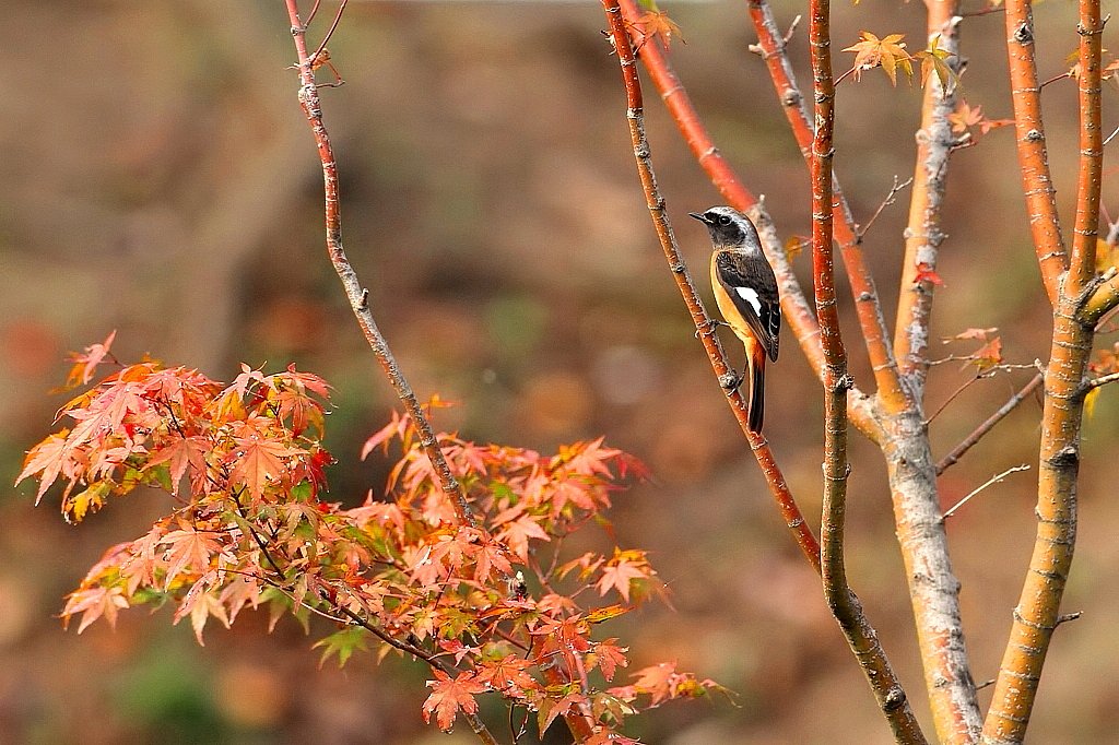 ジョウビタキ