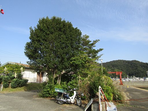 漁師街の主　大木を紹介します