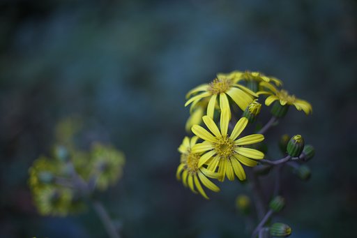 野の花