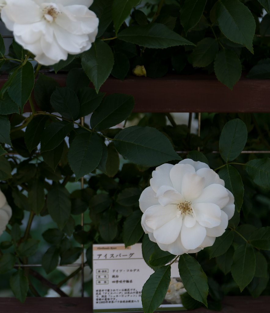 SIGMA 17-50mm F2.8 EX DC HSM 