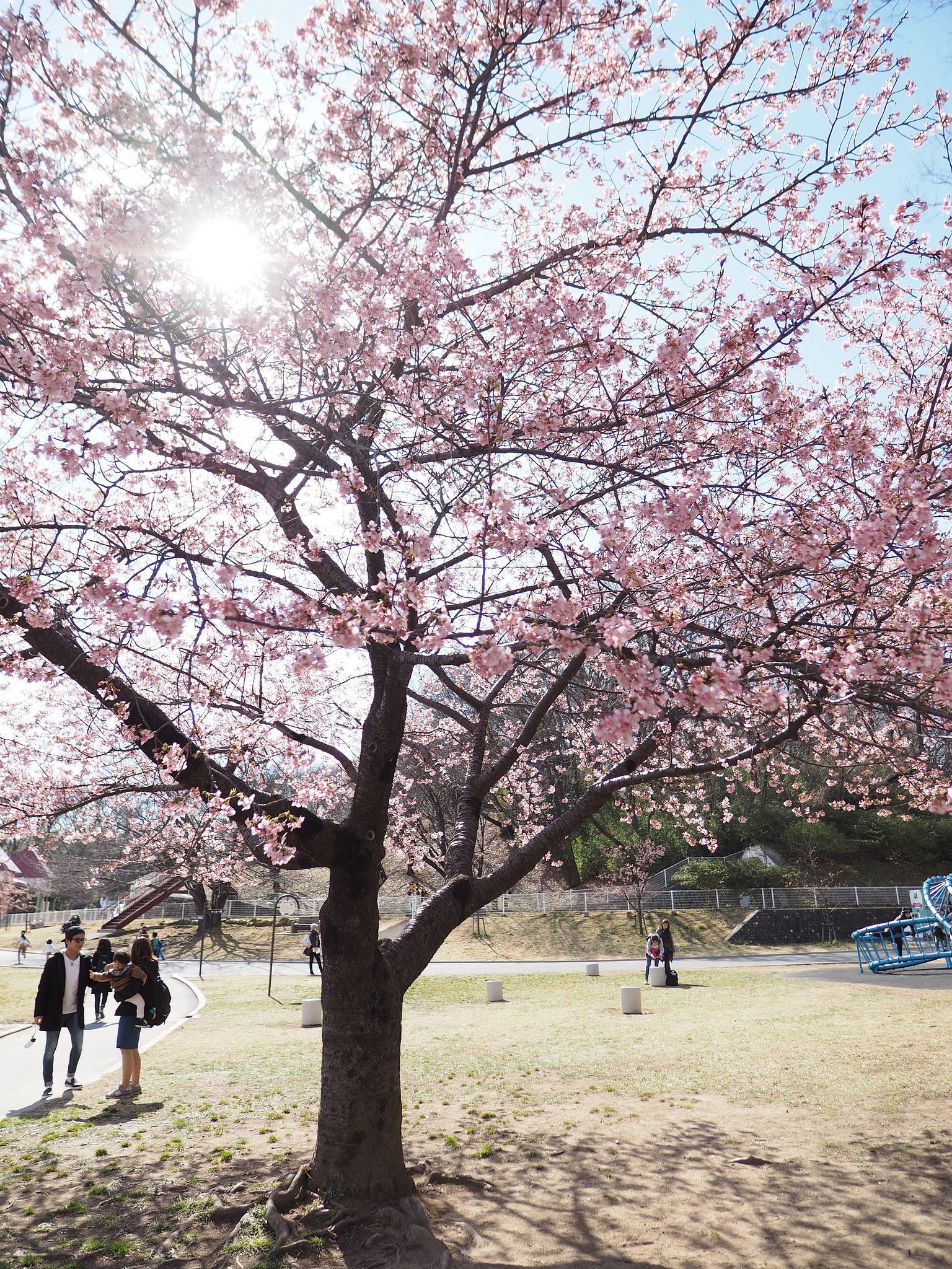 桜と共に