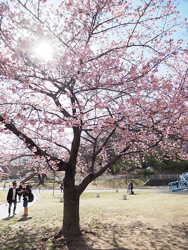 桜と共に