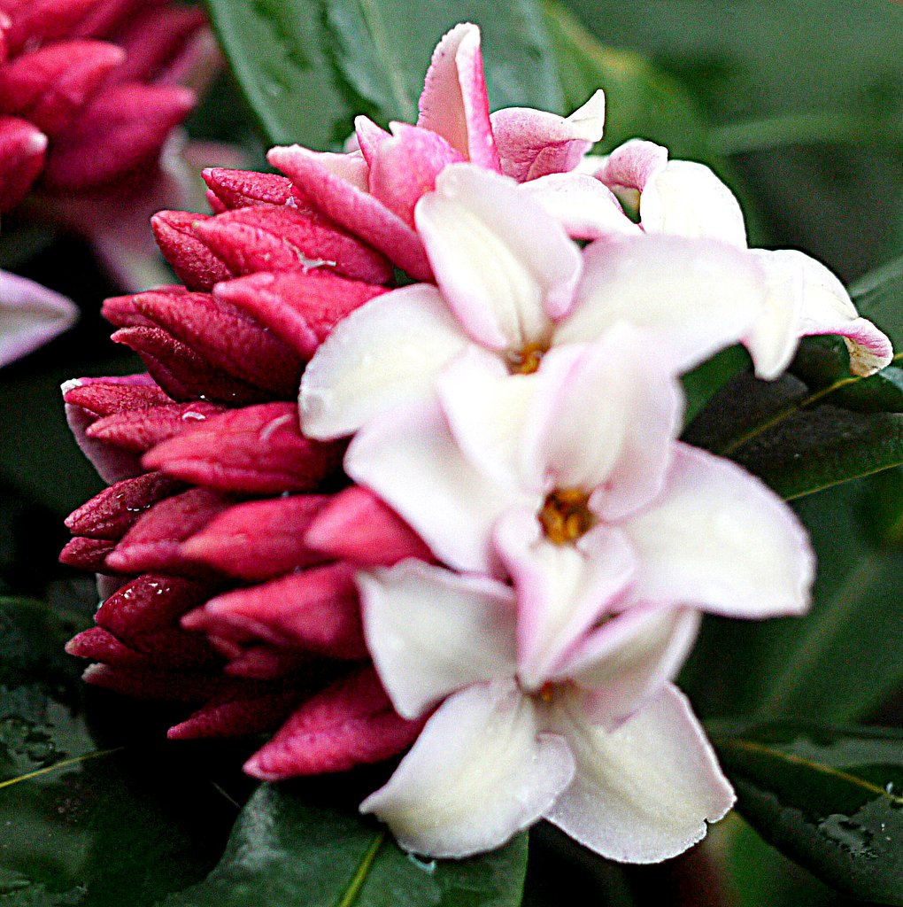 沈丁花UP