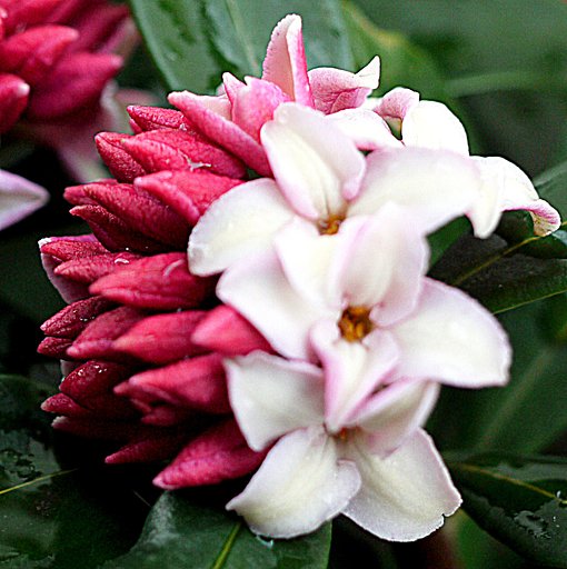 沈丁花UP