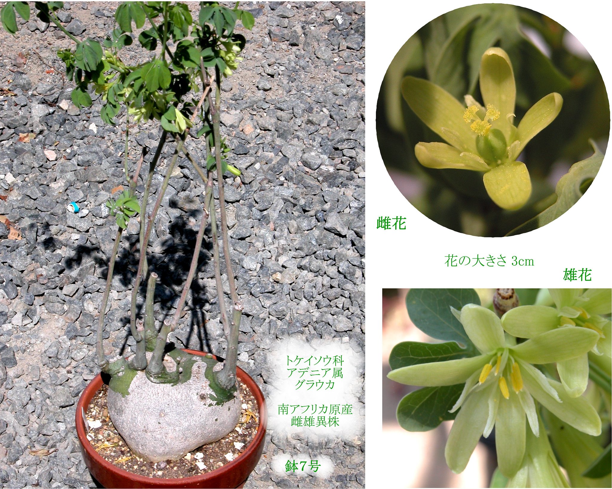 多肉植物
