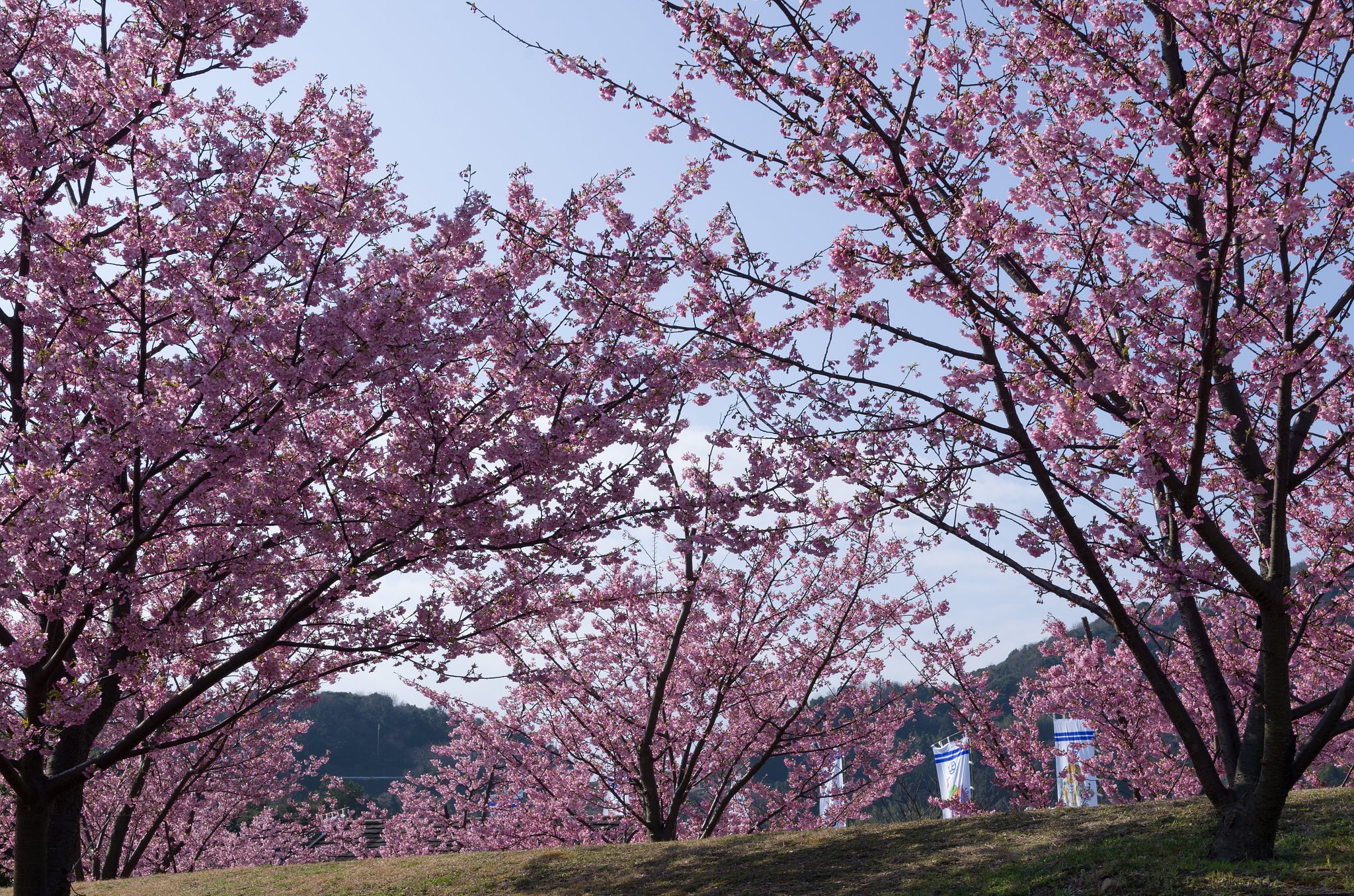桜祭り