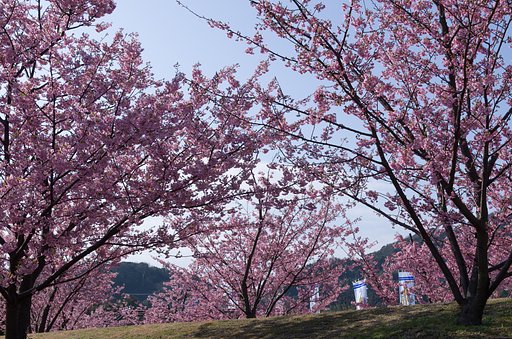 桜祭り