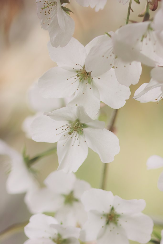 SD15で桜の写真など