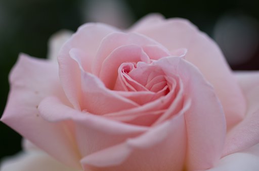 SIGMA MACRO 70mm F2.8