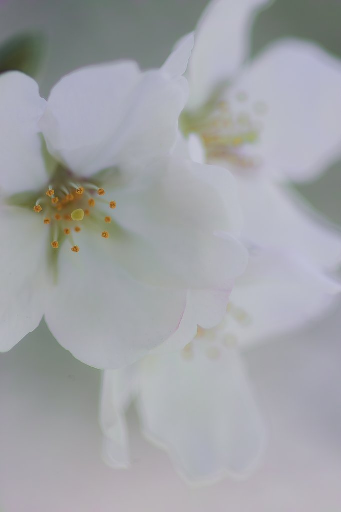 SD15で桜の写真など Ⅱ 
