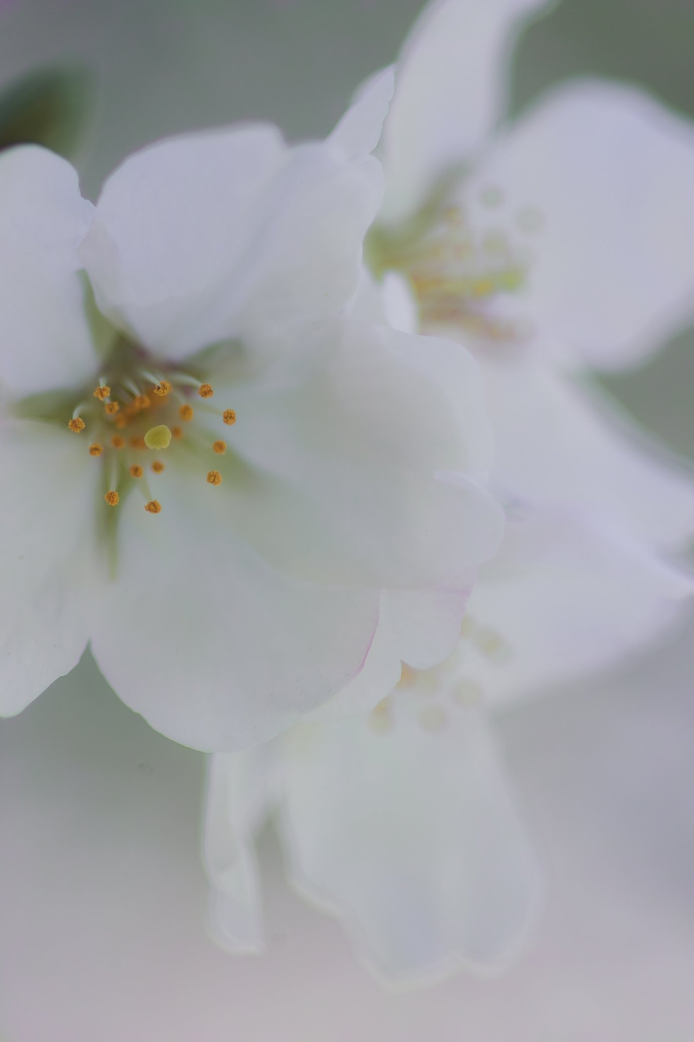SD15で桜の写真など Ⅱ 