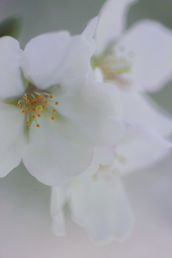SD15で桜の写真など Ⅱ 