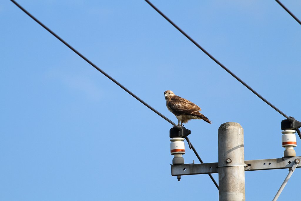 電線にノスリが一羽とまってさ！