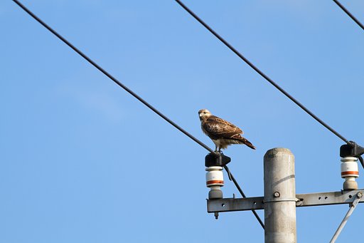 電線にノスリが一羽とまってさ！