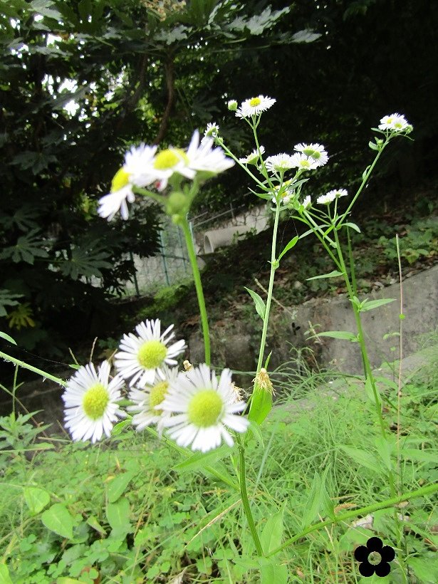 地味な🌼が見つかりました