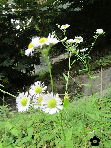地味な🌼が見つかりました