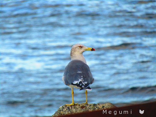 海鳥は人間のお友達なんです　🐔