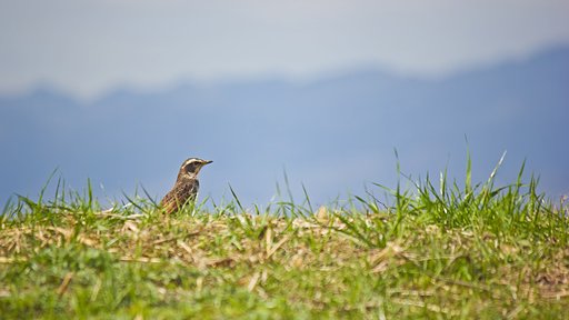 【題】 遠くにありて