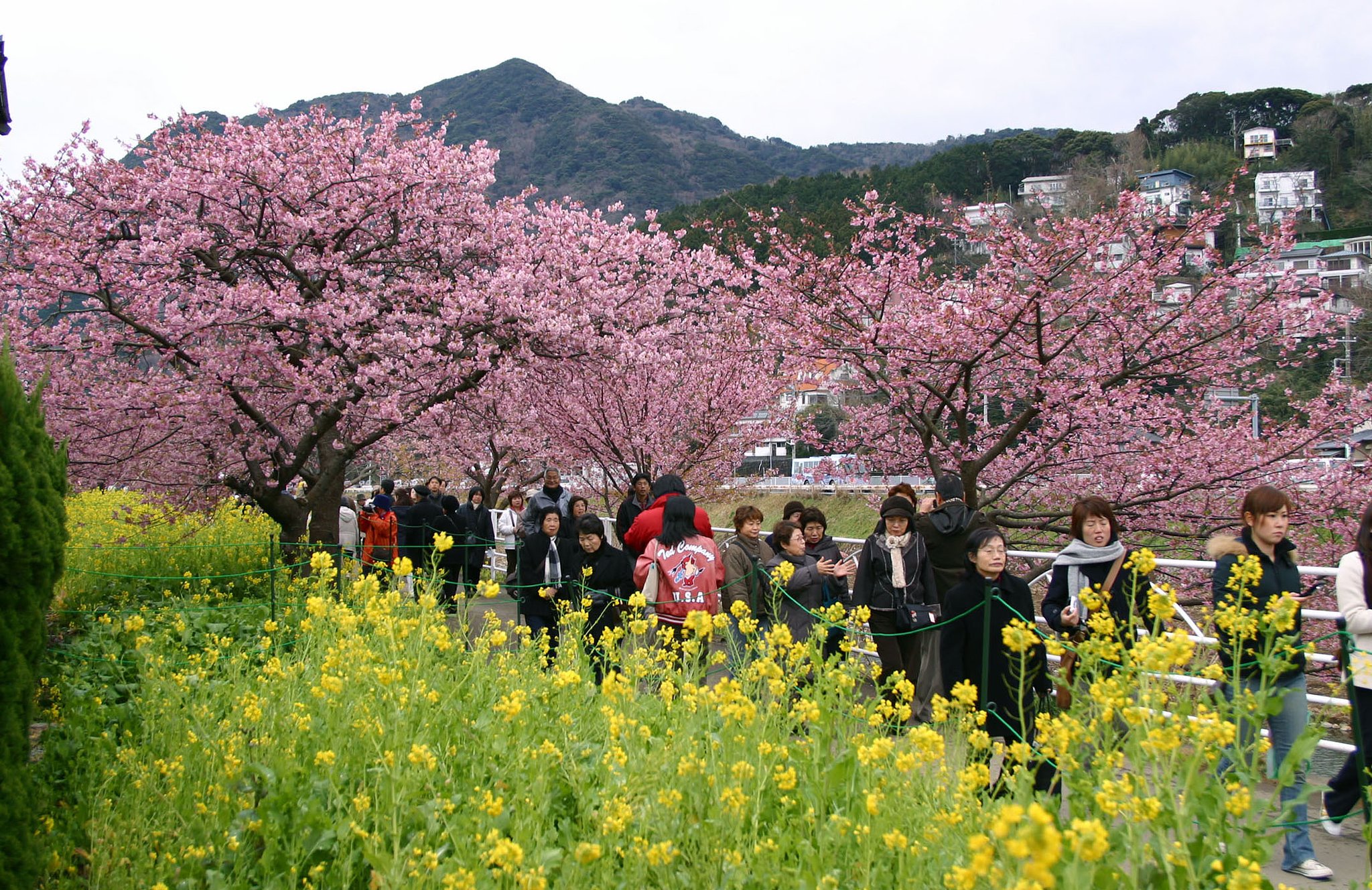 河津桜