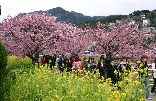 河津桜