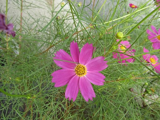 [色]　色で花を判断しています　