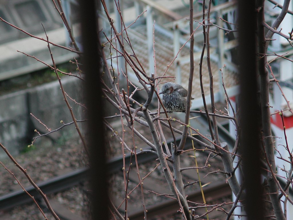 野鳥が飛来