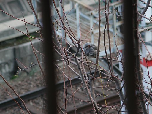 野鳥が飛来