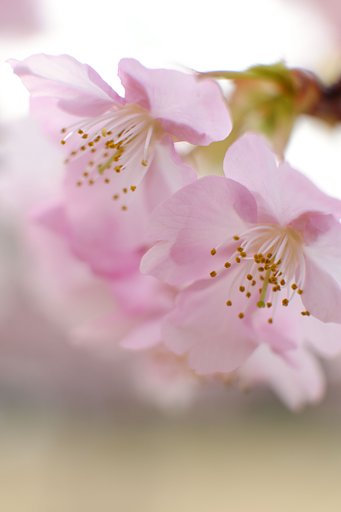 河津桜