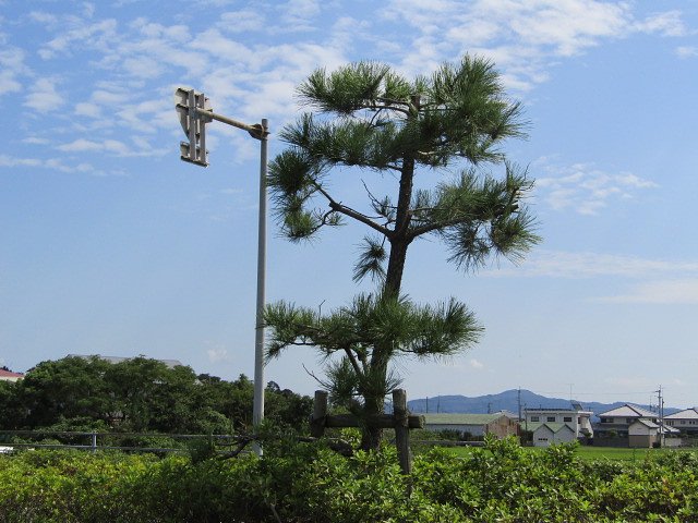 青空＆松の木　力を合わせて　荒らし退治