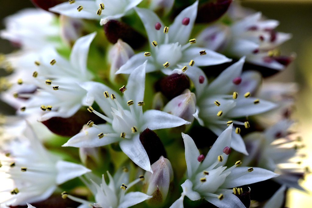 ツメレンゲ