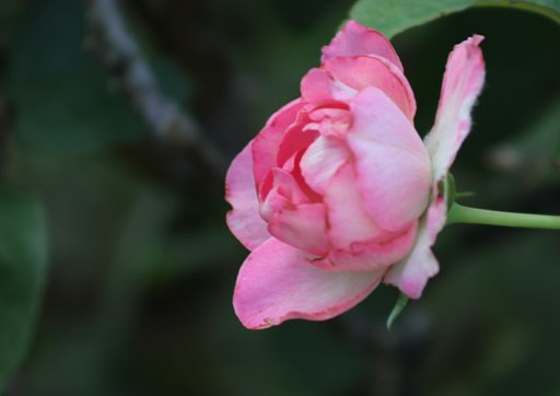薔薇