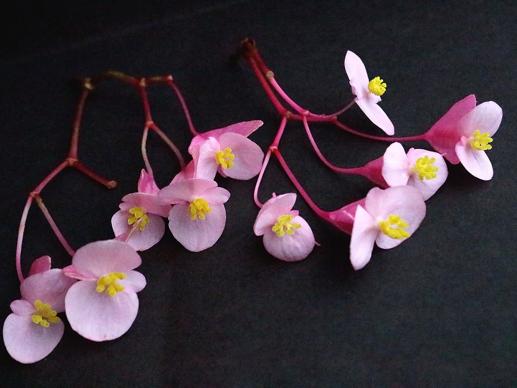 秋海棠雌花