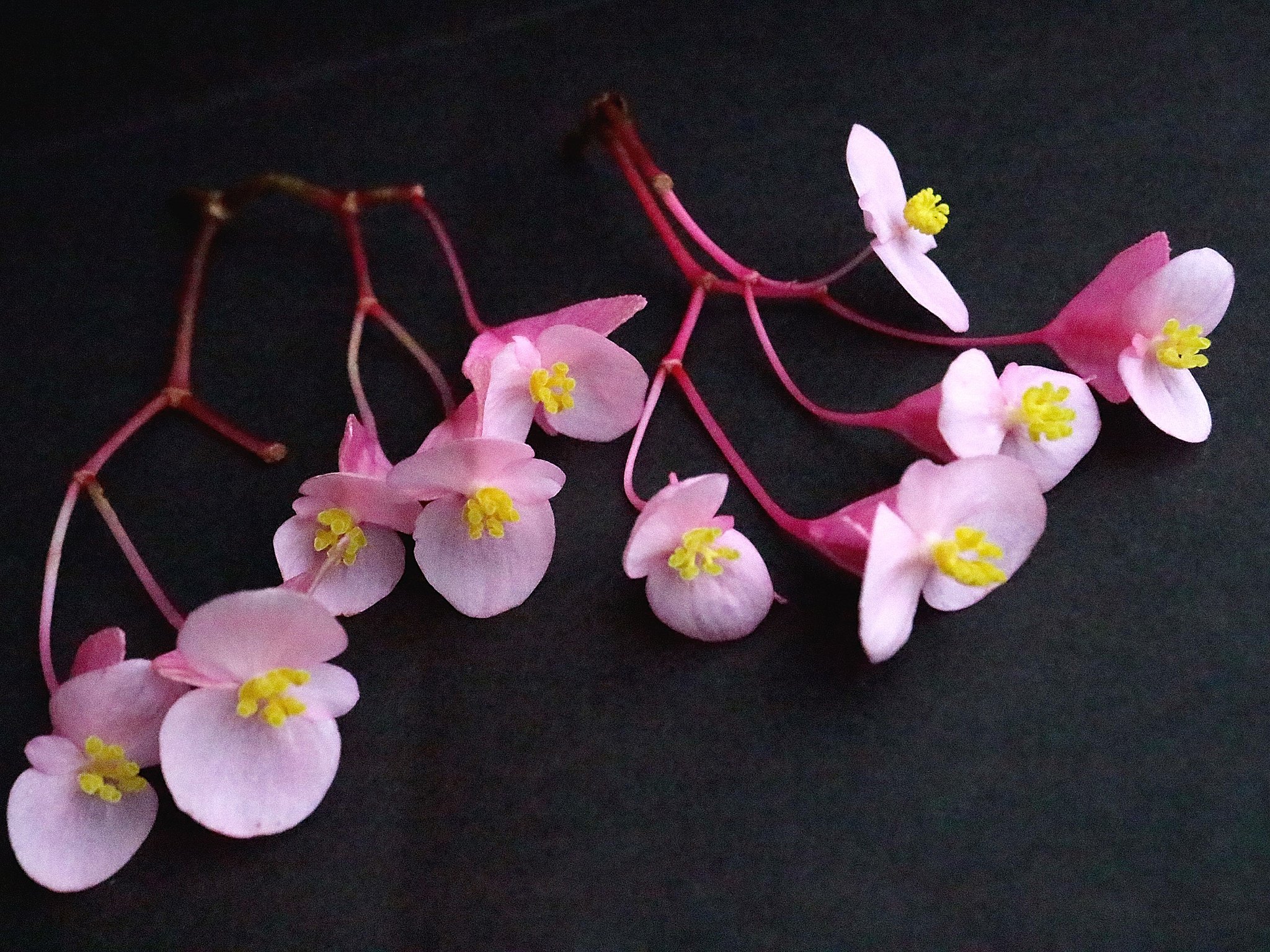 秋海棠雌花