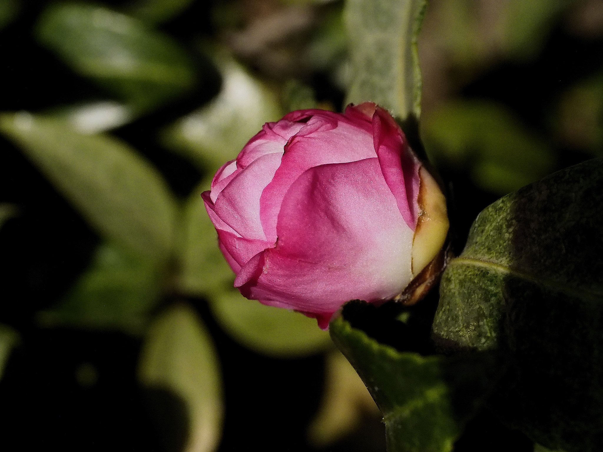 山茶花　朝倉