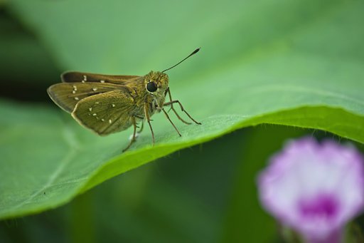 カナヘビに狙われているよ