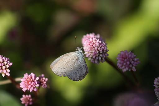 ピントが・・
