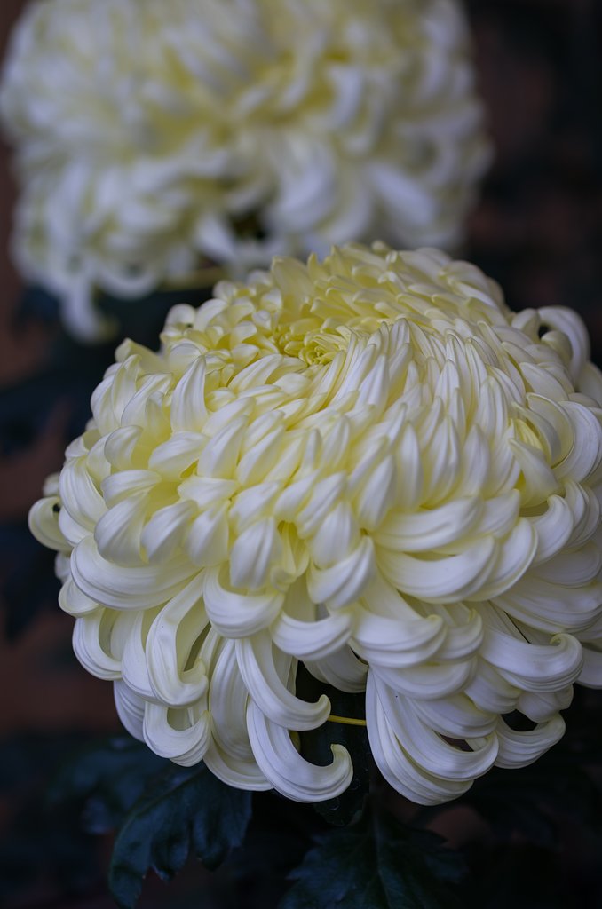 【色】白菊