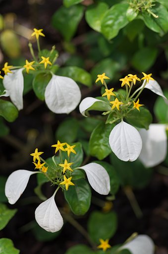 崑崙花